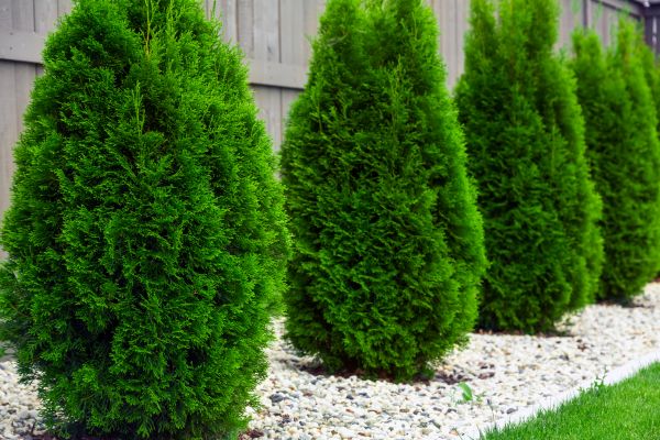 Arborvitae Planting in Livonia
