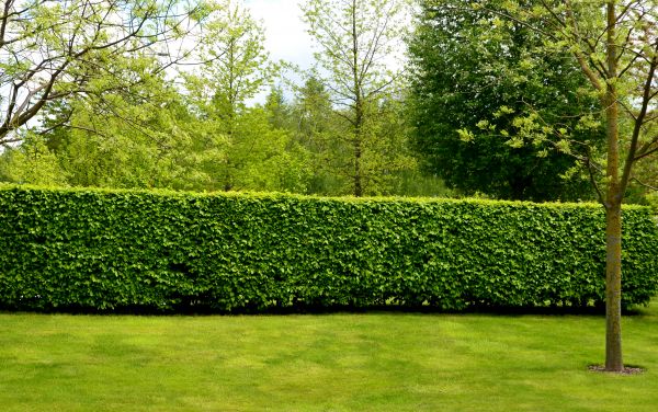 Hedge Planting in Livonia