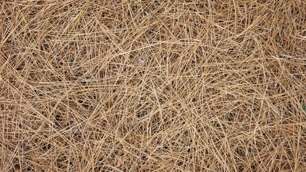 Pine Needles Delivery in Livonia