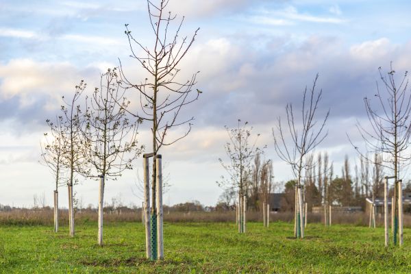 Tree Installation Service in Livonia