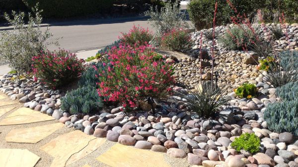 Xeriscape Landscaping in Livonia