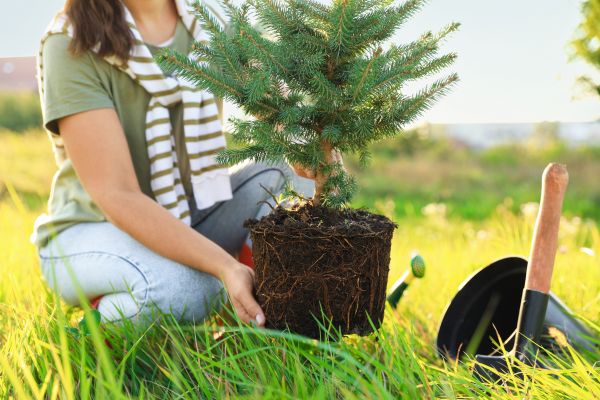 Spruce Tree Planting in Livonia