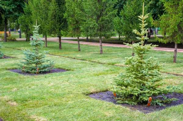 Privacy Trees Planting in Livonia