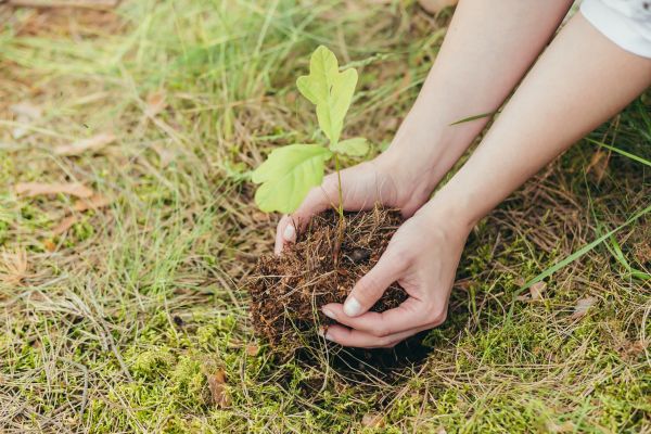 Oak Tree Planting in Livonia