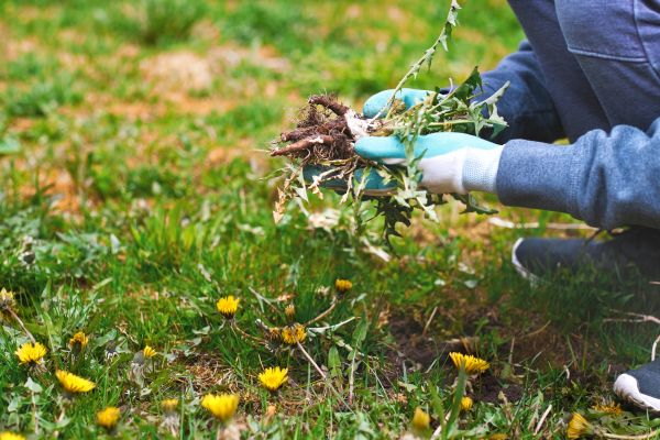 Flower Bed Clearing in Livonia