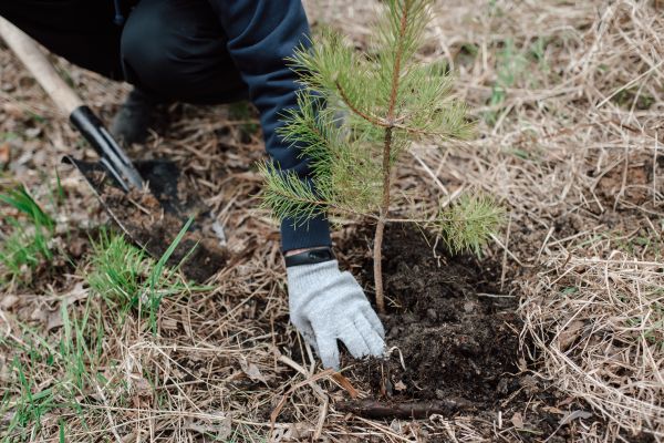 Pine Tree Planting in Livonia