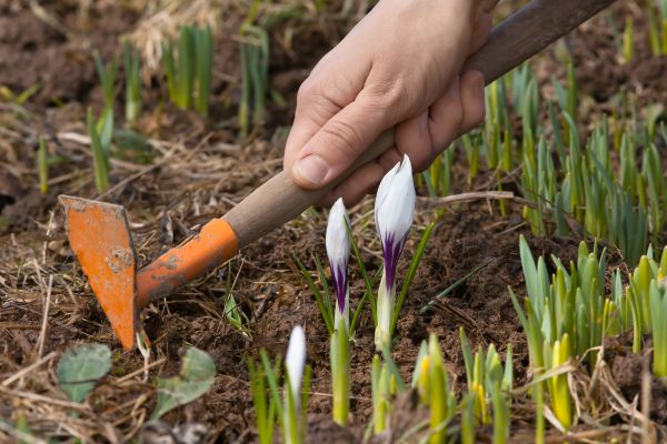 Flower Garden Weeding in Livonia