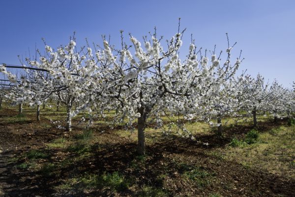 Orchard Planting in Livonia
