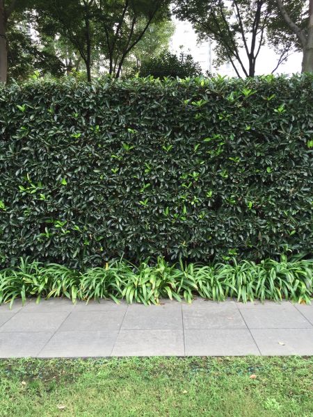 Privacy Shrub Planting in Livonia