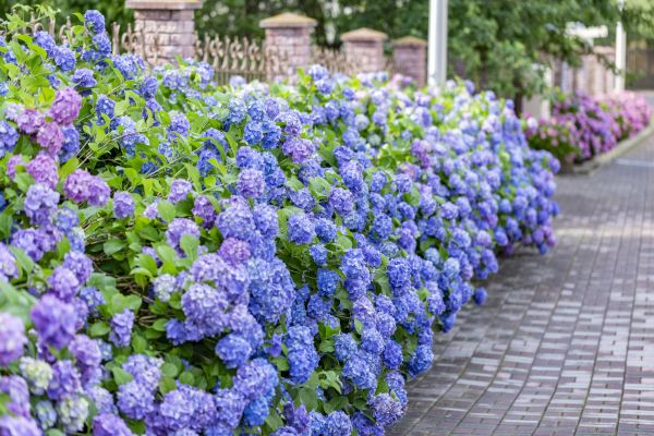 Hydrangea Landscaping in Livonia