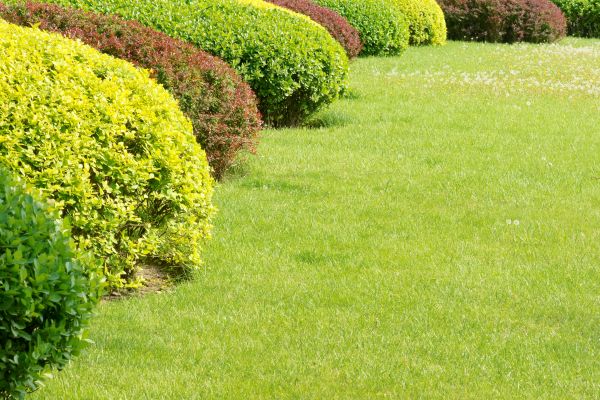 Shrubbery Planting in Livonia