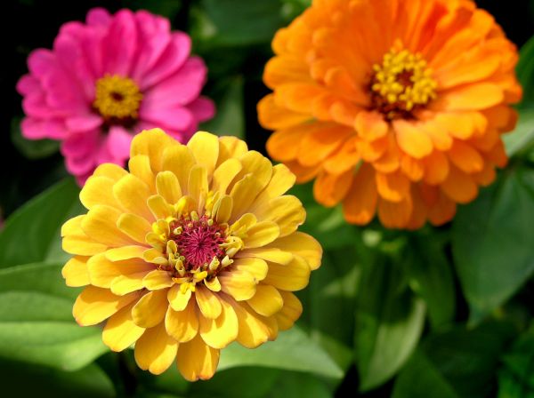 Zinnia Planting in Livonia