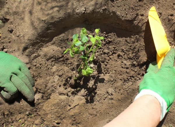Rose Bush Planting in Livonia