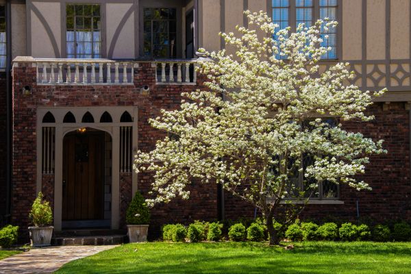 Dogwood Tree Planting in Livonia