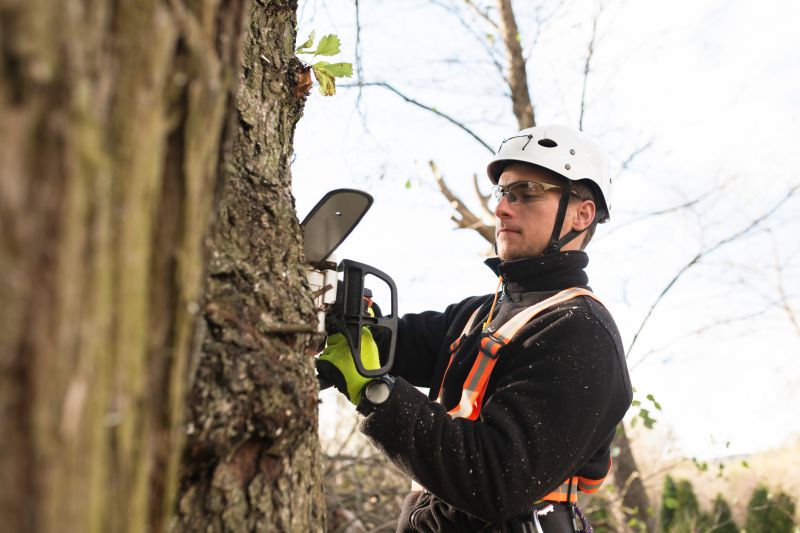 Arborist Tree Service detail